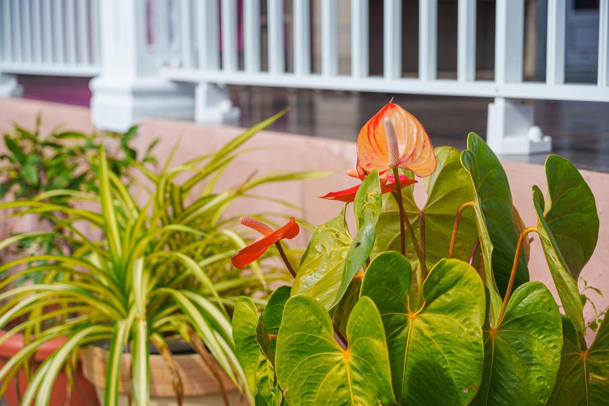 Le Tuit-Tuit - Un Nid Douillet Apartment Sainte-Suzanne ภายนอก รูปภาพ